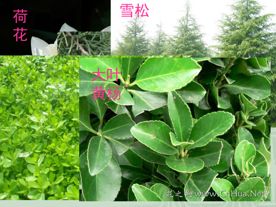 多种多样的植物(2).ppt_第2页