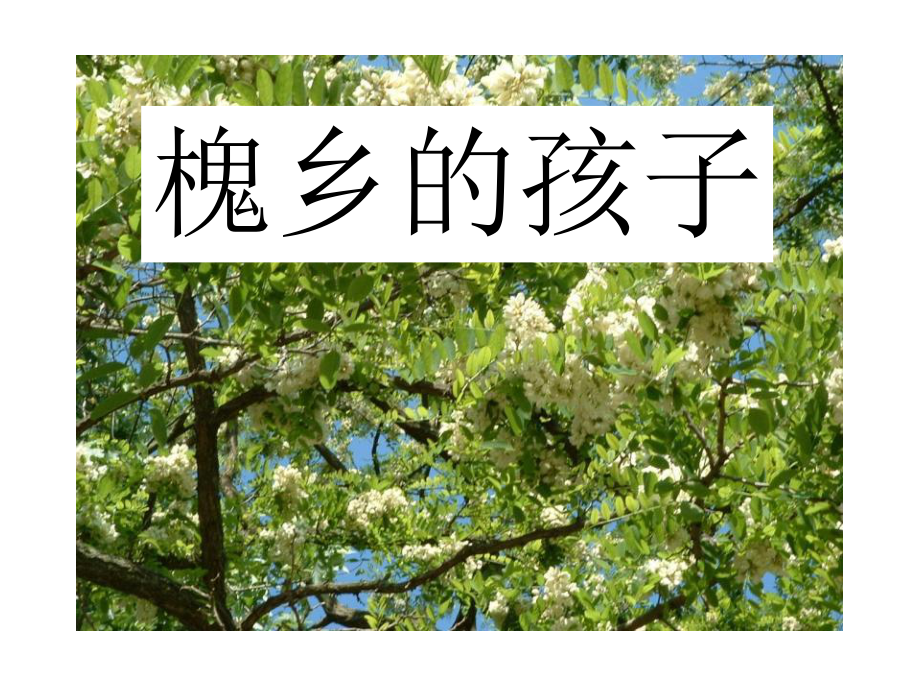 槐乡的孩子 (2).ppt_第1页