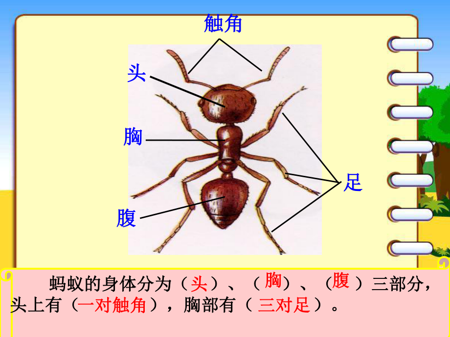 三年级科学《探访蚂蚁》.ppt_第3页