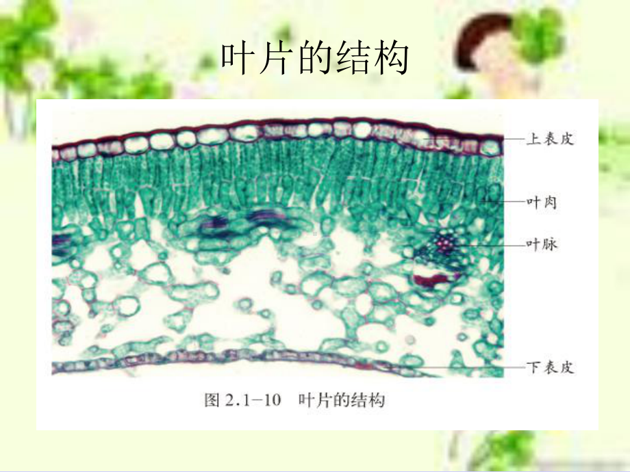 光合作用.ppt_第2页