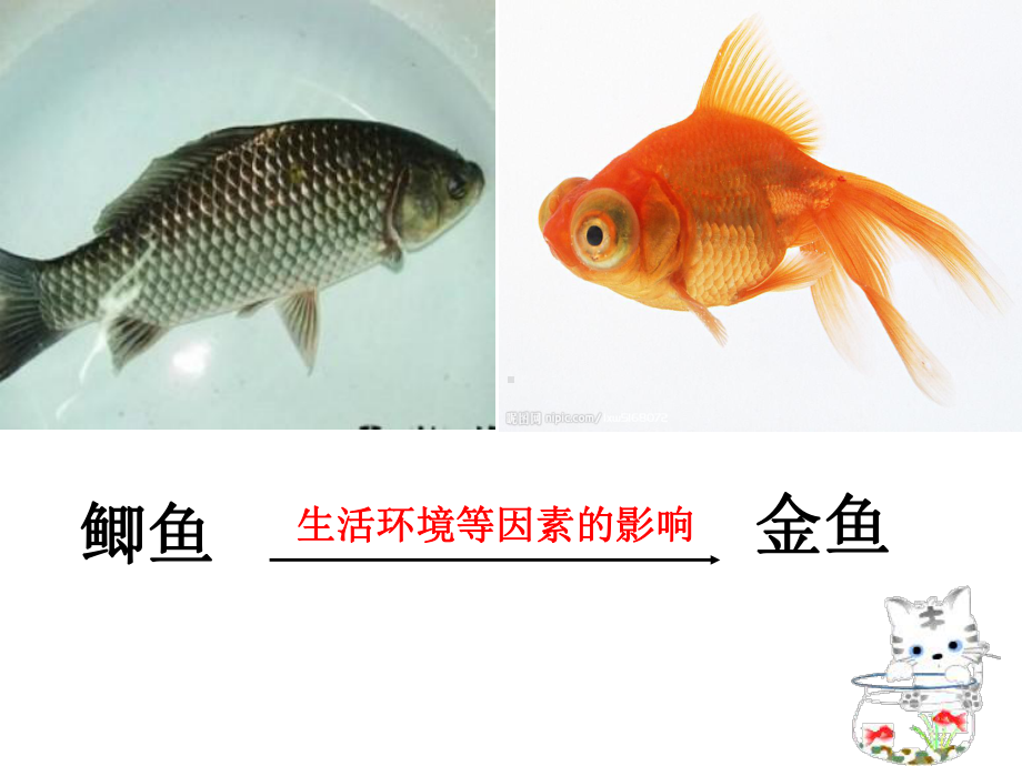 金鱼课件.ppt_第3页