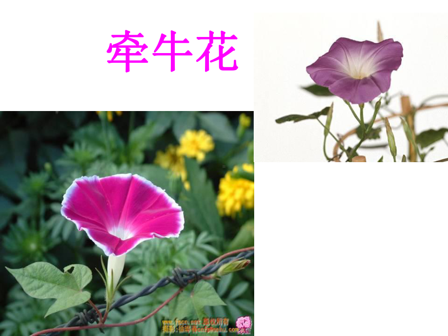 花钟课件.ppt_第1页