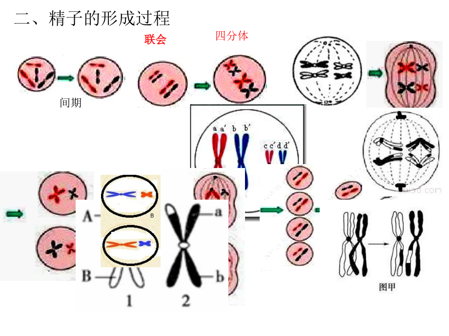 减数分裂.ppt_第3页