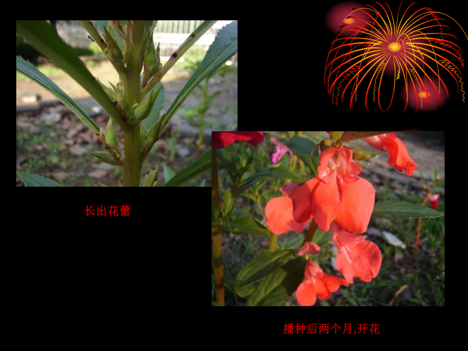 《种子发芽了》小学科学课件.ppt_第3页