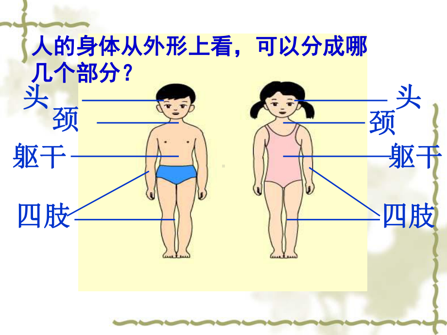 教科版小学科学四年级上册第四单元《身体的结构》PPT课件.ppt_第3页