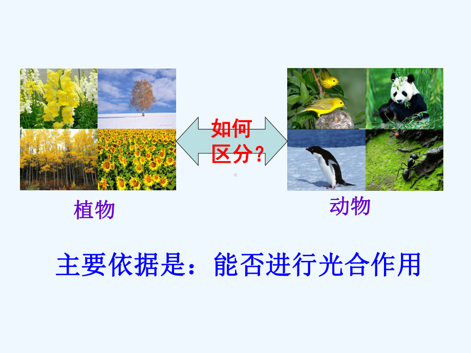 七年级科学上册 常见的动物（一） 课件 浙教版.ppt_第3页