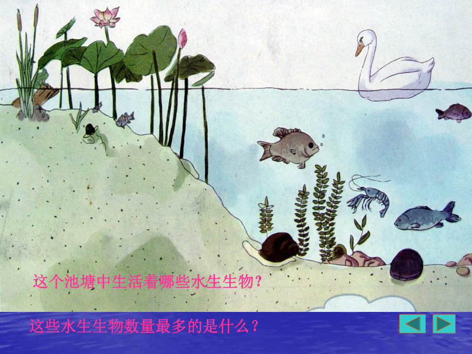 小学科学-三年级上册--金鱼 (2).ppt_第2页