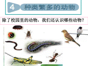 教科版科学六年级上册《种类繁多的动物》PPT-(1).ppt