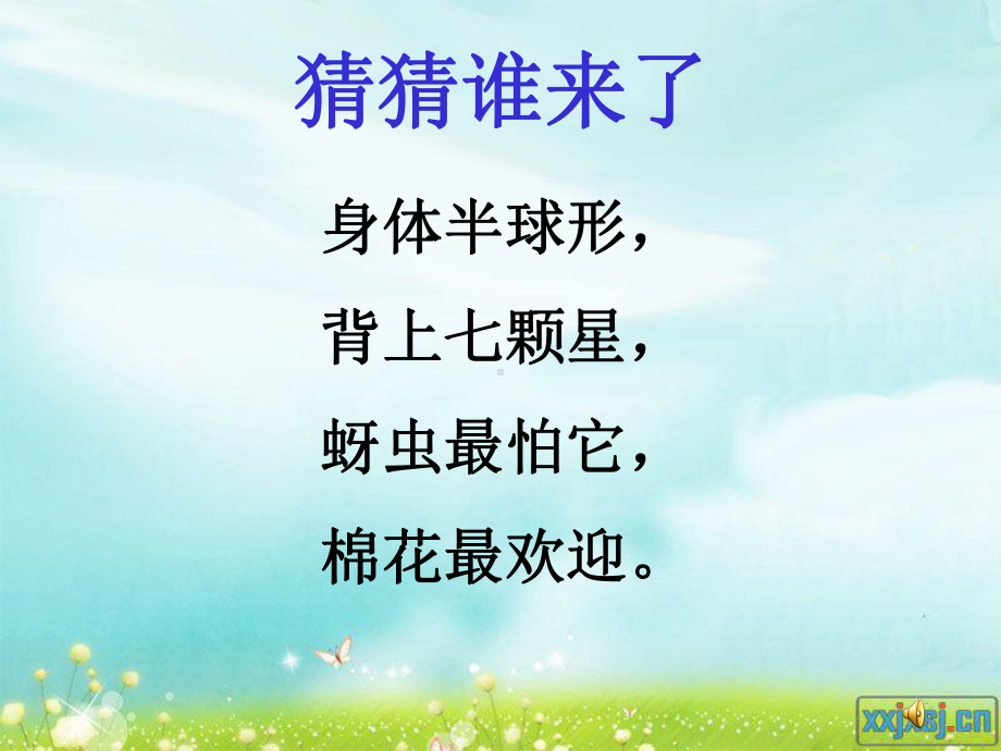 七星瓢虫吴丽卉.ppt_第2页