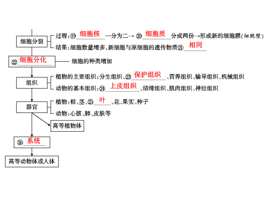 中考生物学专题知识整合·专题一生物体的结构层次.ppt_第3页