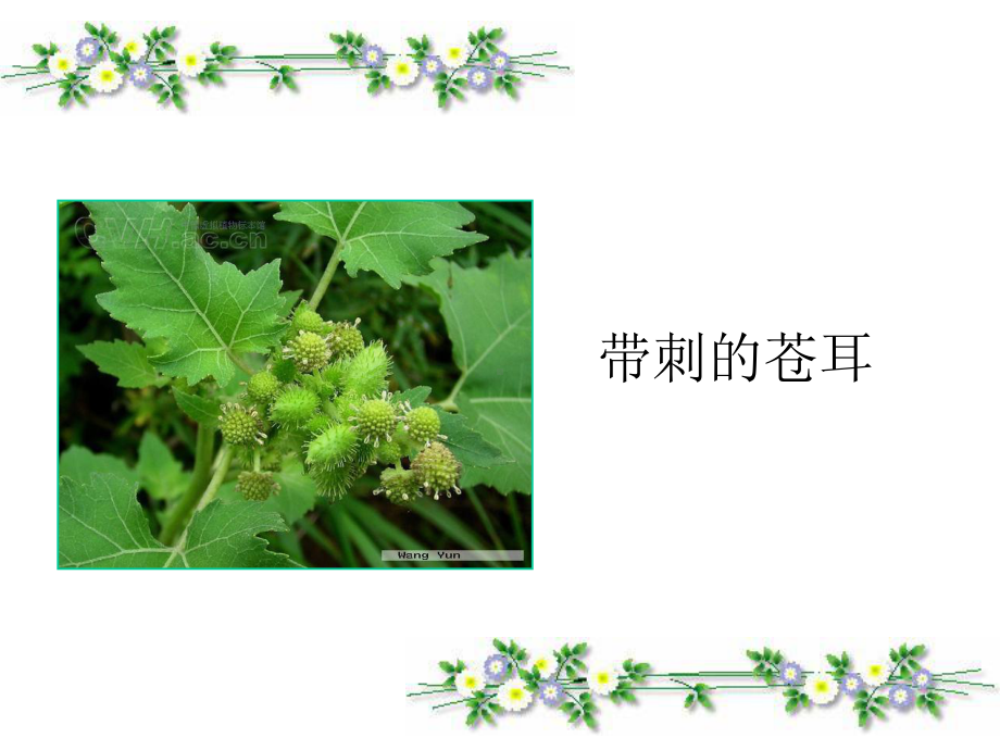 植物妈妈有办法11.ppt_第3页