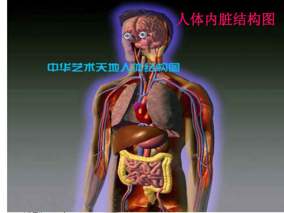 小学科学课‘人体内脏认知’.ppt_第1页