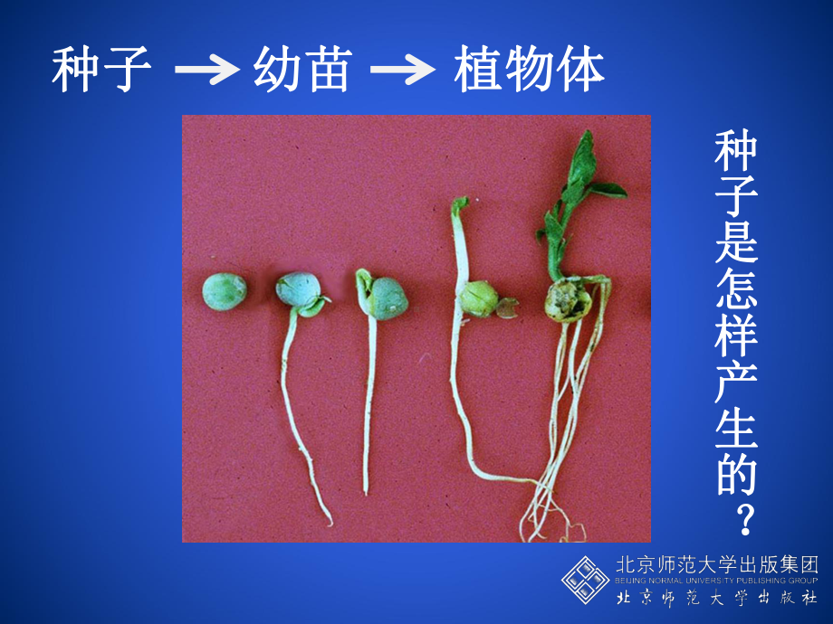 植物的生殖方式.ppt_第2页