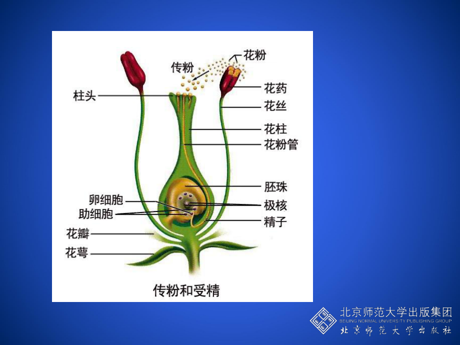 植物的生殖方式.ppt_第3页