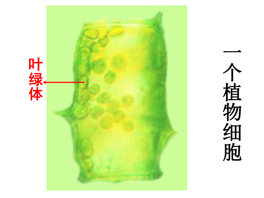 植物细胞的结构和功能.ppt_第2页