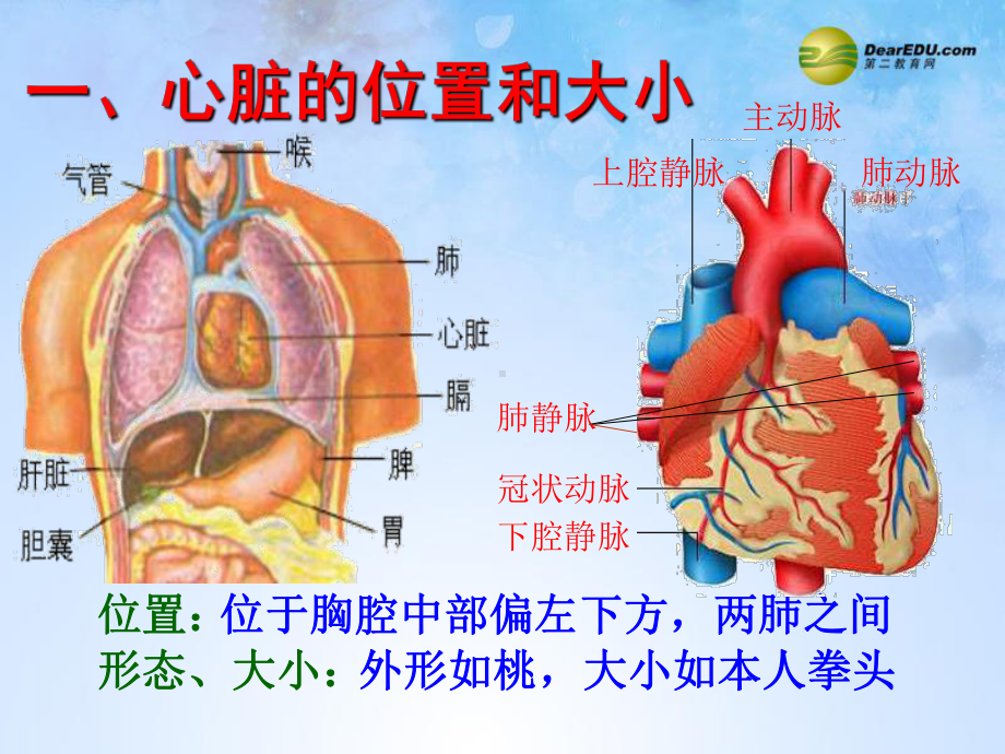 《43输送血液的泵-心脏》课件新人教版.ppt_第3页