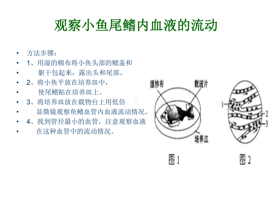 第二节血流的管道.ppt_第2页