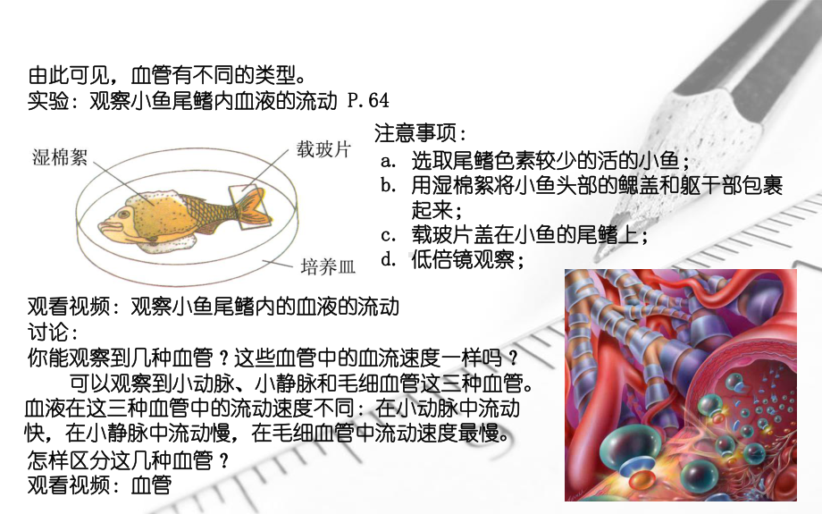 第二节血流的管道-血管.pptx_第2页