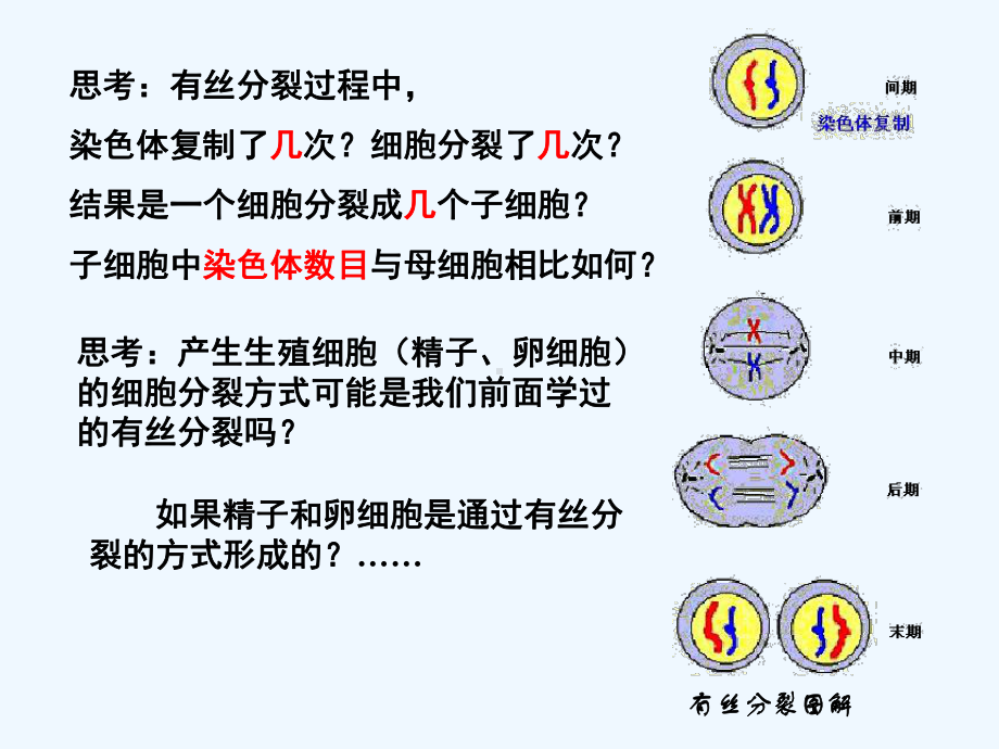 高中生物 减数分裂和受精作用课件 苏教版选修2.ppt_第3页