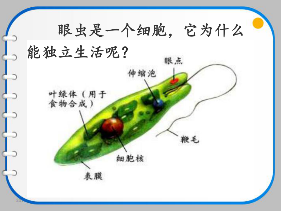 第四节单细胞生物.pptx_第2页