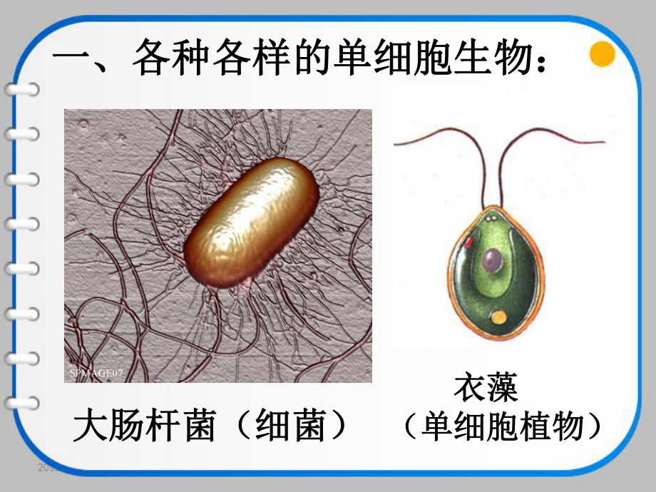 第四节单细胞生物.pptx_第3页