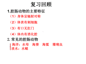 扁形动物蔺萍.ppt