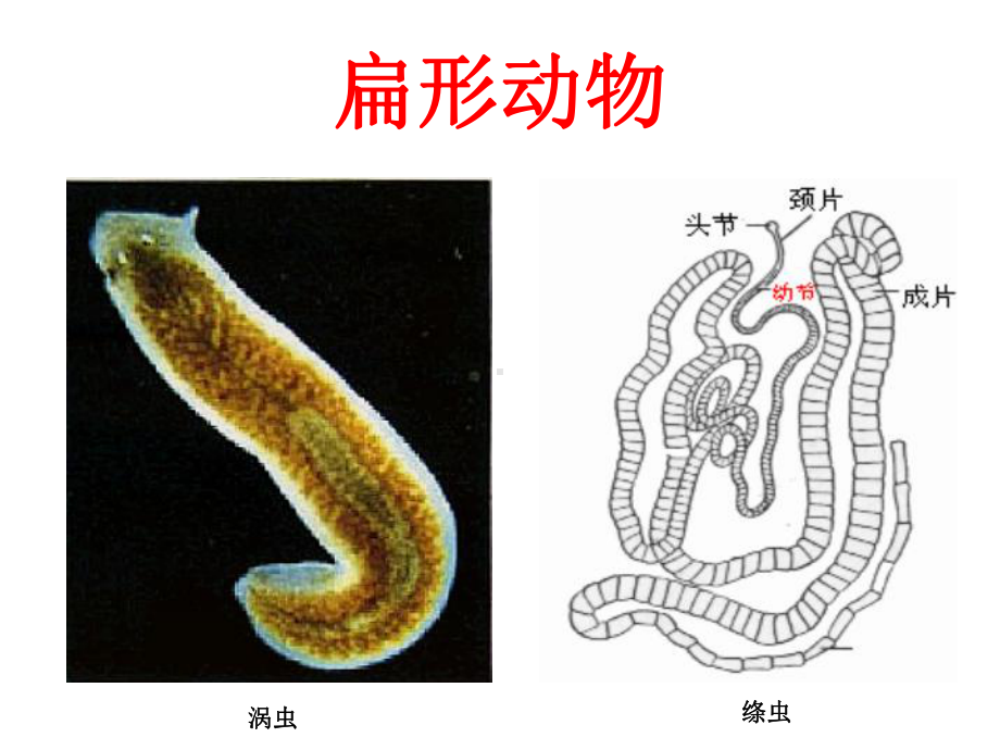 扁形动物蔺萍.ppt_第3页