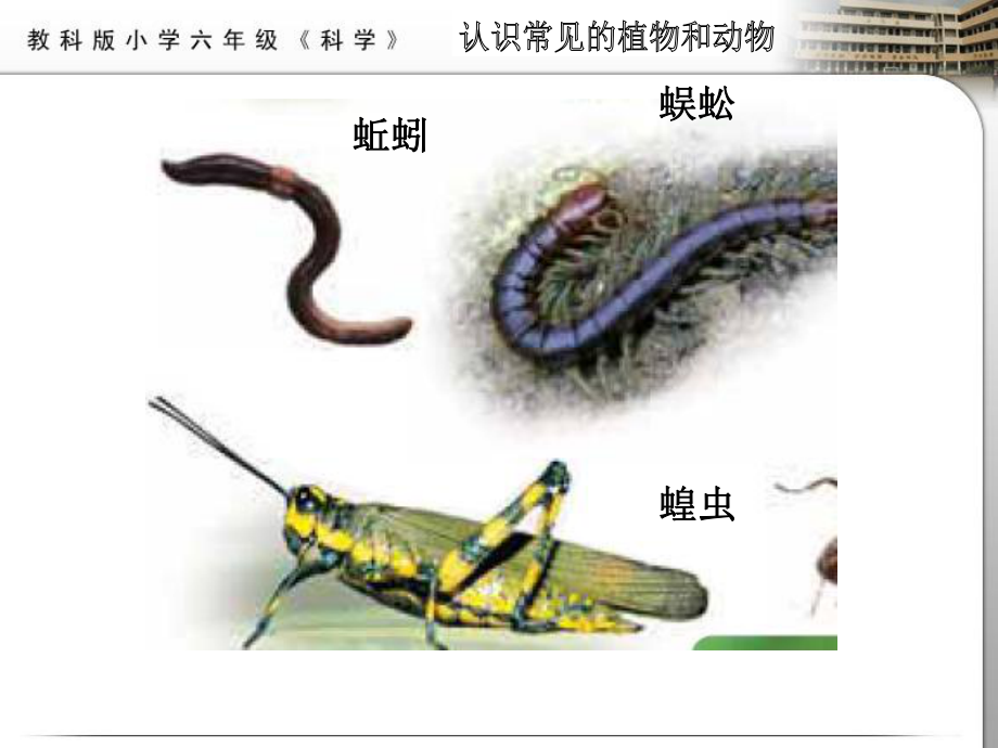 第四单元校园生物大搜索.ppt_第3页