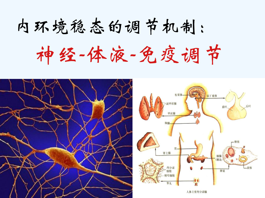 高中生物 免疫调节课件.ppt_第2页