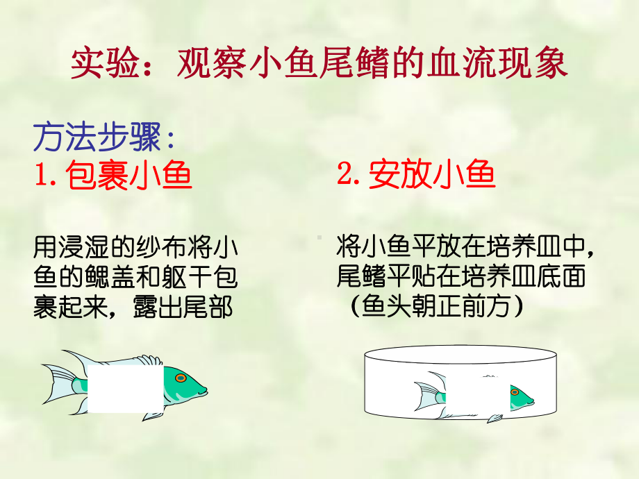 血流的管道血管.ppt_第3页