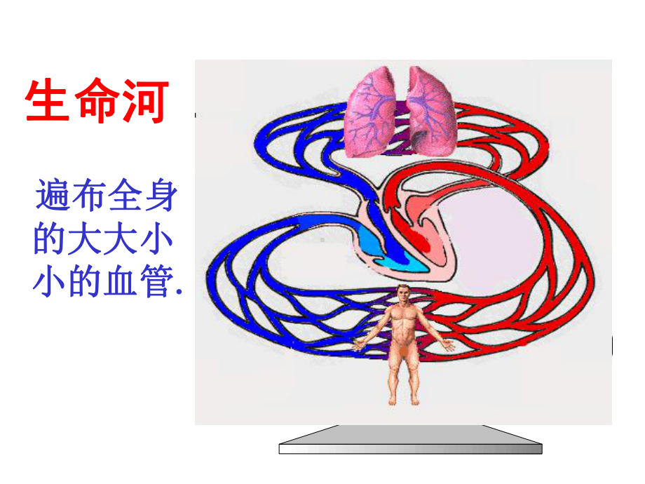 人教版七年级生物下册课件：442血流的管道一血管（共23张PPT）.ppt_第3页