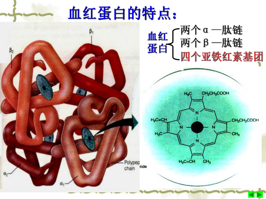 专题5-课题3-血红蛋白的提取和分离(gk11k).ppt_第3页