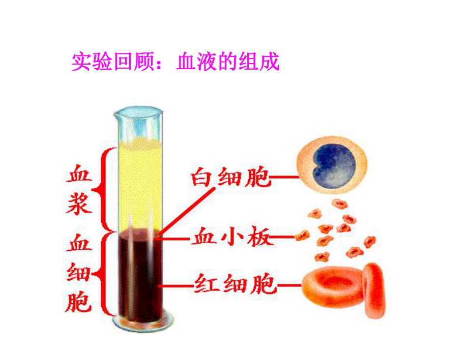 第一节流动的组织--—血液.ppt_第2页