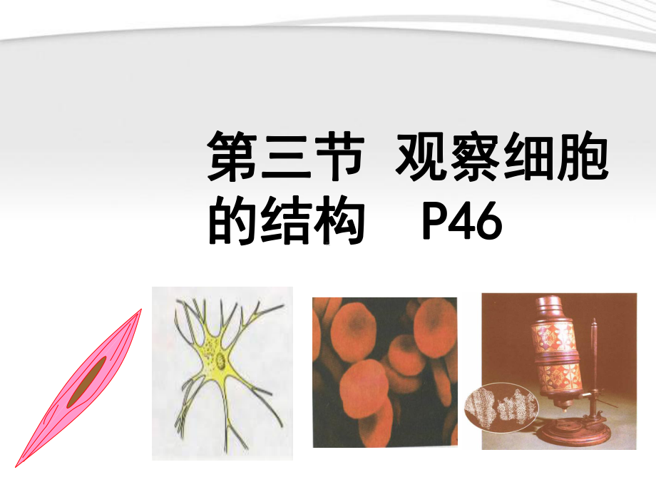 七年级生物上册《动物细胞》课件人教新课标版.ppt_第1页