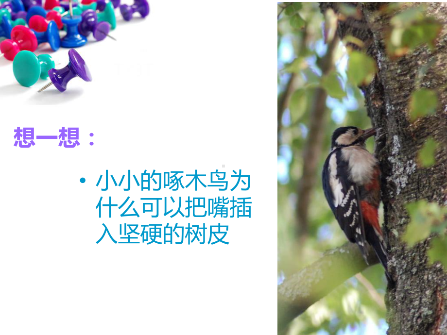 初中物理压强课件 (2).ppt_第2页