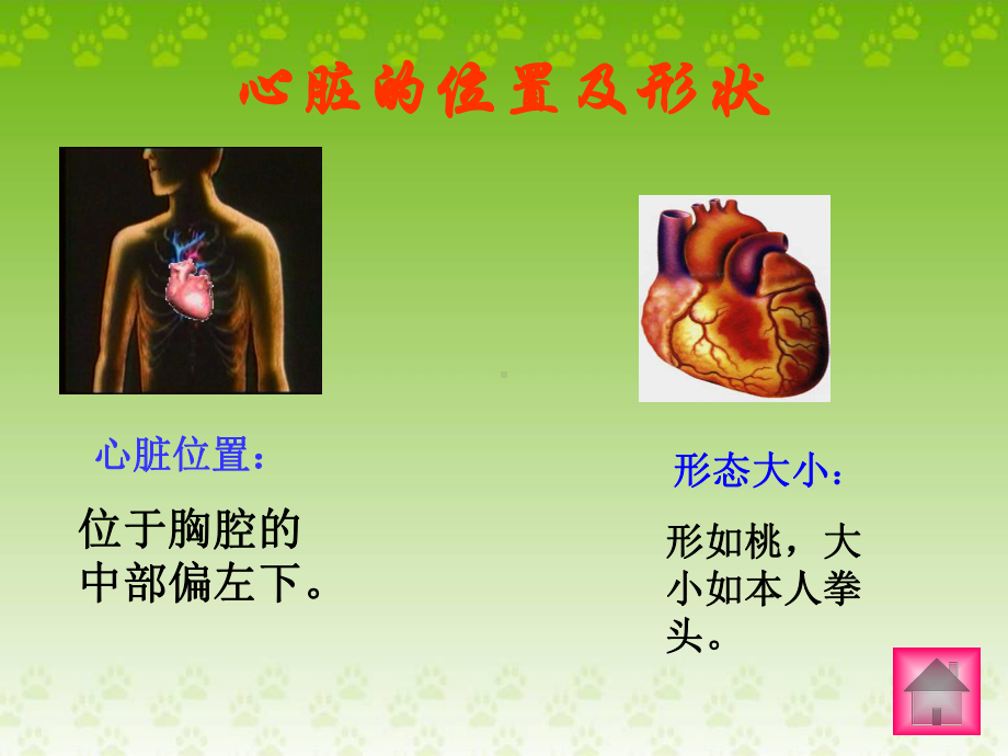 2心脏和血管课件2.ppt_第2页