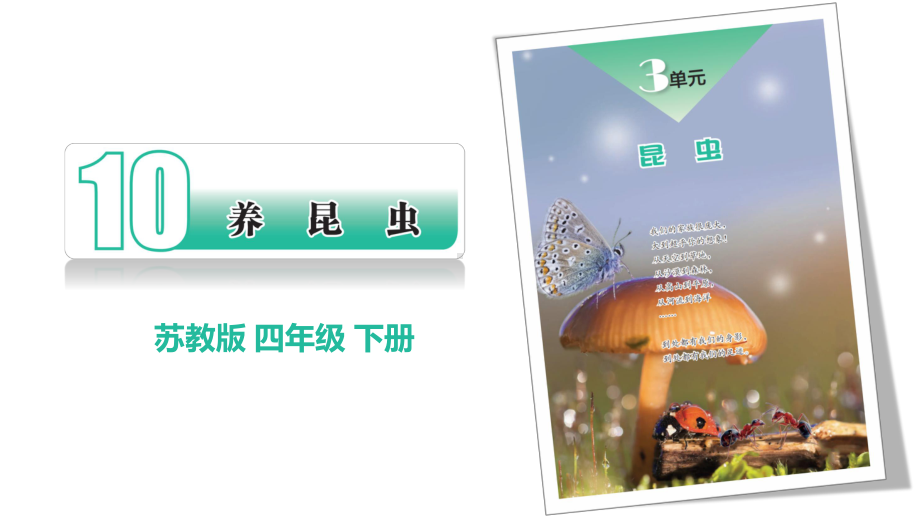 3.10养昆虫ppt课件(共26张PPT+视频)-2023新苏教版四年级下册《科学》.pptx_第1页