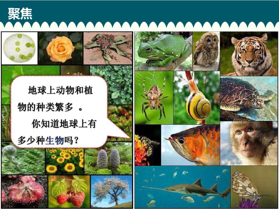 2.1.校园生物大搜索ppt课件(共43张PPT)-2023新教科版六年级下册《科学》.pptx_第3页