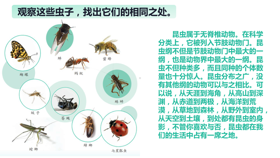 3.9庞大的家族（ppt课件共16张PPT+视频）-2023新苏教版四年级下册《科学》.pptx_第3页