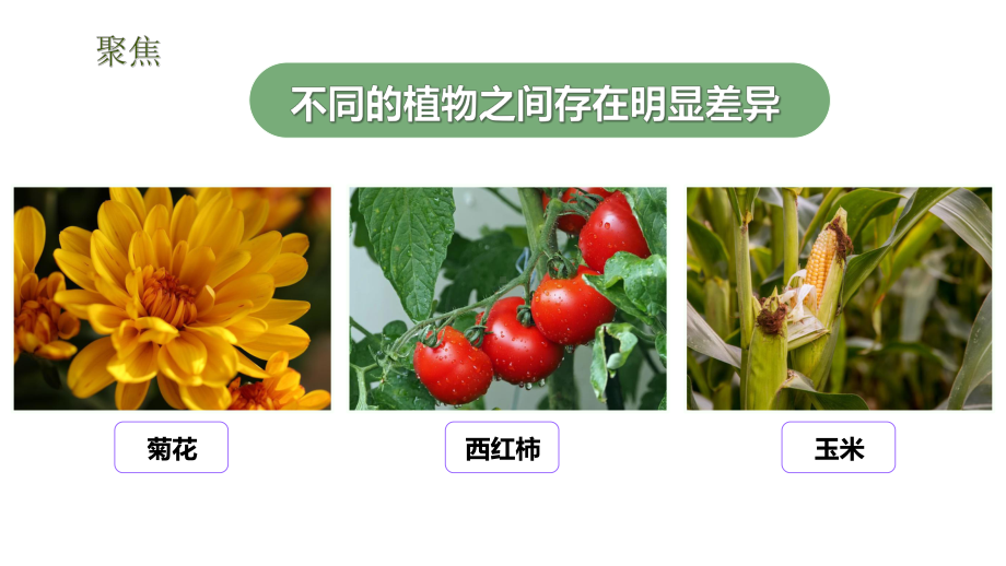 3.3形形色色的植物ppt课件(共36张PPT)-2023新教科版六年级下册《科学》.pptx_第3页