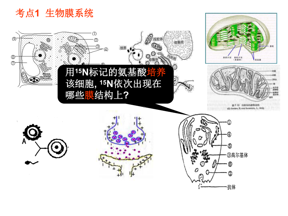 细胞工程(公开课).ppt_第3页