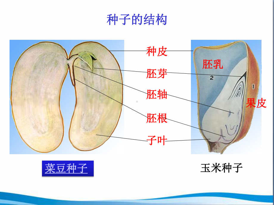 《植物种子的萌发》参考课件.ppt_第2页