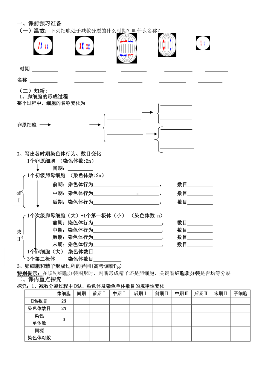 (完整版)减数分裂导学案.doc_第3页