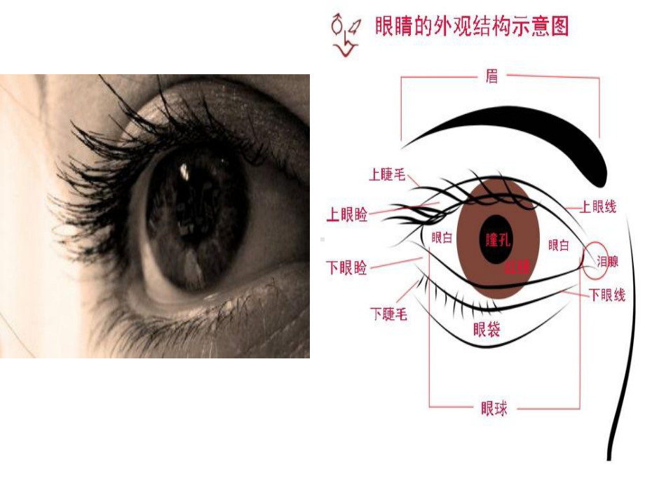 大班健康保护眼睛.ppt_第3页