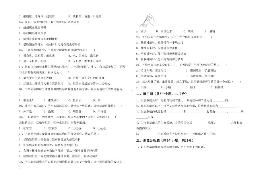 七年级生物下册期末试卷及答案（完整版）.doc_第2页