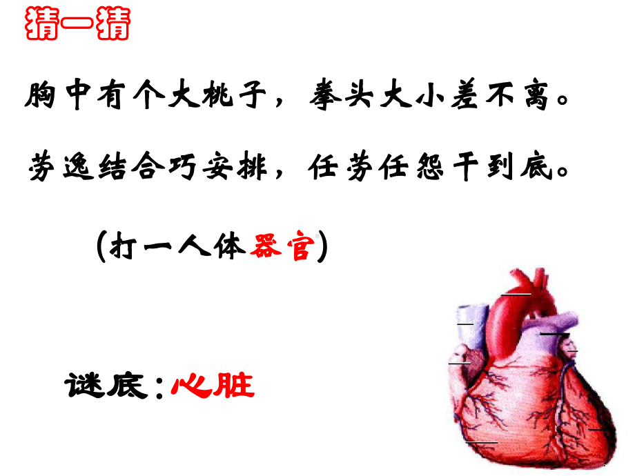 初中一年级生物下册第四单元　第四章人体内物质的运输第三节输送血液的泵──心脏第一课时课件.ppt_第2页