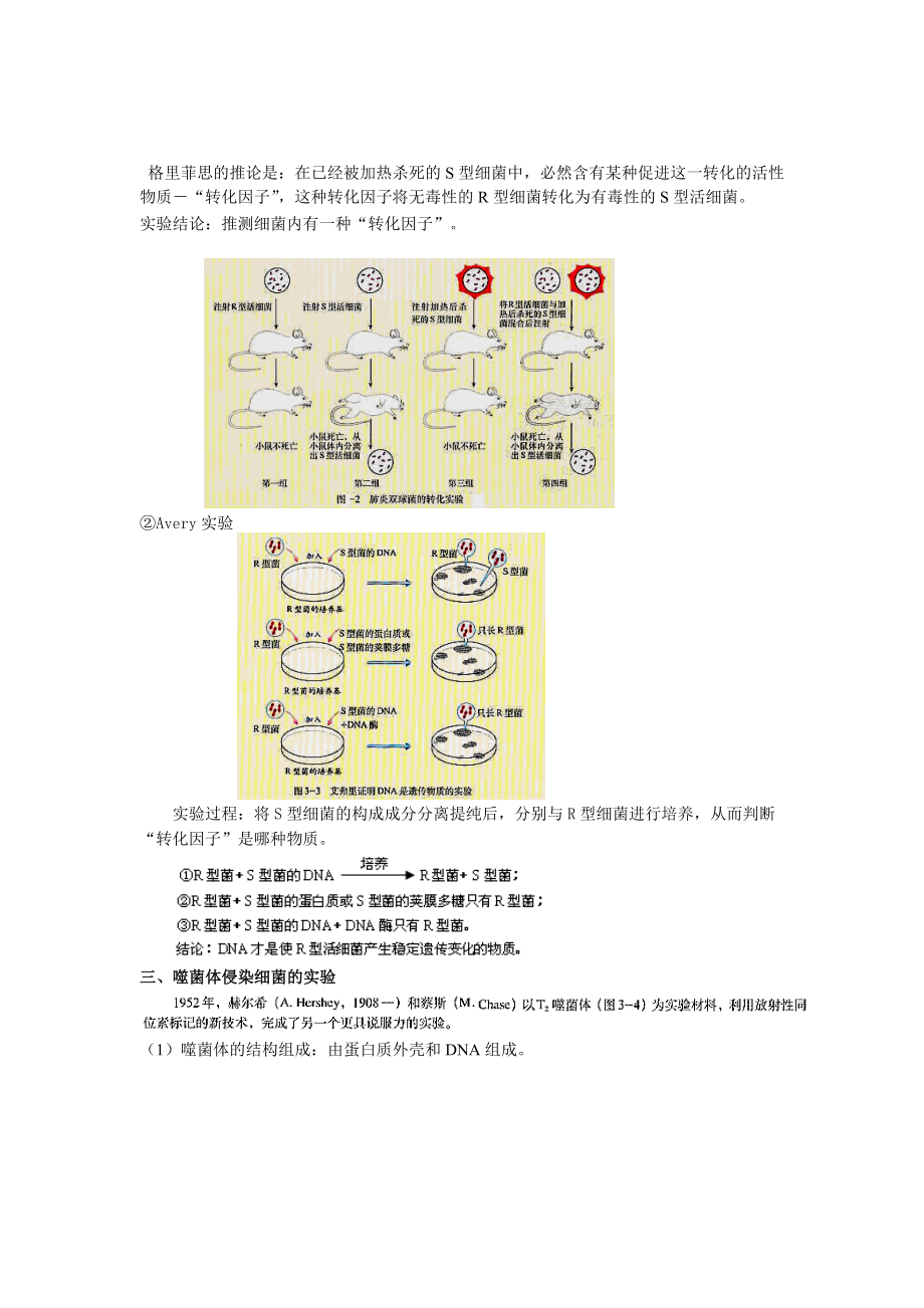 DNA是主要的遗传物质复习教案-.doc_第3页