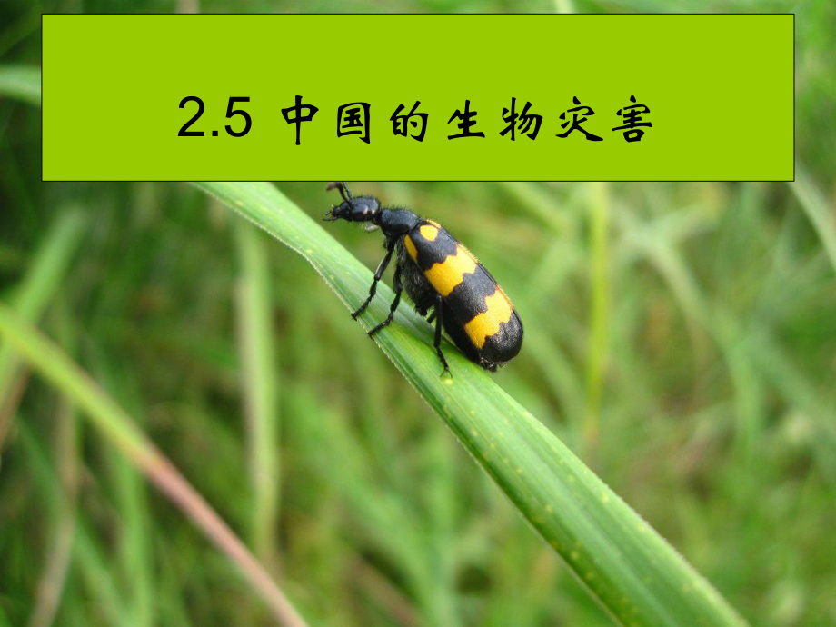 中国的生物灾害课件 (2).ppt_第1页