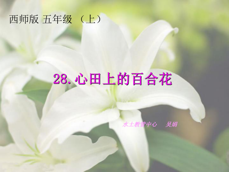 课件心田上的百合花 （2）.ppt_第1页