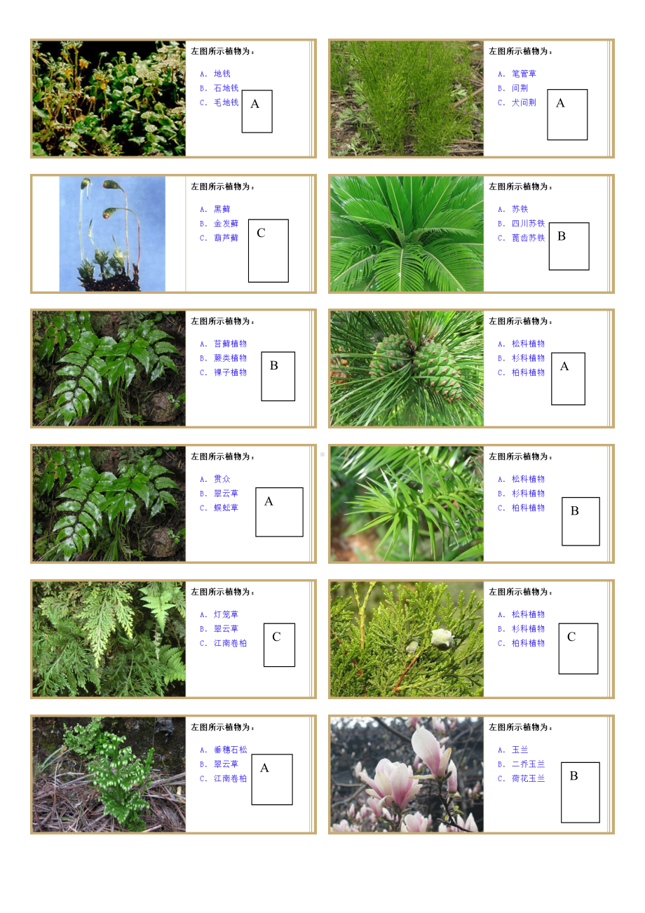 (完整版)植物学实验题库(DOC 16页).doc_第1页